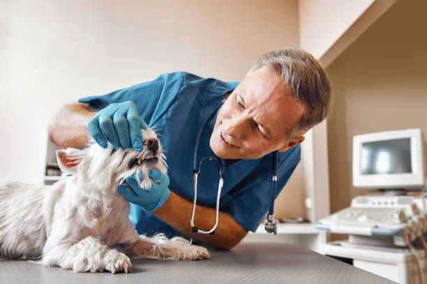  St Martinville, LA Emergency Dentist Pros